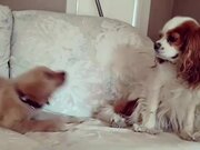 Hyper Puppy Keeps Barking at Older Dog to Play