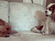Hyper Puppy Keeps Barking at Older Dog to Play