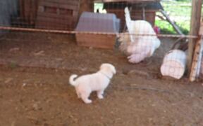 Puppy Plays With Turkey - Animals - VIDEOTIME.COM