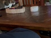 Cats Get Into Argument