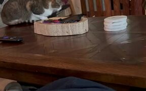 Cats Get Into Argument