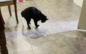 Cat Drags Object Backwards While Playing With It