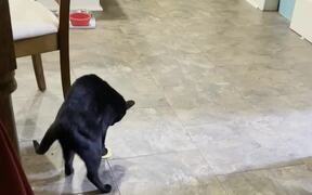 Cat Drags Object Backwards While Playing With It