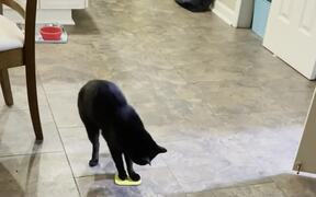 Cat Drags Object Backwards While Playing With It - Animals - VIDEOTIME.COM