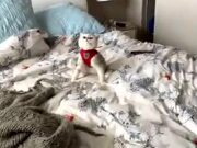 Cat Pretends To Get Knocked Down on Bed