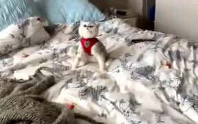 Cat Pretends To Get Knocked Down on Bed - Animals - VIDEOTIME.COM