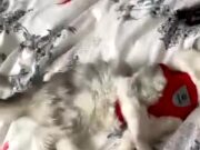 Cat Pretends To Get Knocked Down on Bed