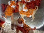 Cute Puppies in Matching Halloween Costumes