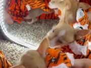 Cute Puppies in Matching Halloween Costumes