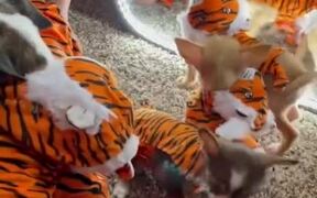 Cute Puppies in Matching Halloween Costumes - Animals - VIDEOTIME.COM