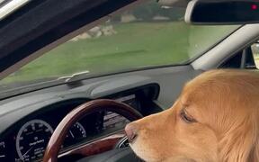 Dog Cruises Down Street in Luxury Car - Animals - VIDEOTIME.COM