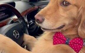 Dog Cruises Down Street in Luxury Car