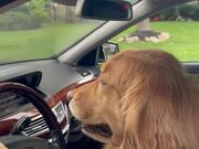 Dog Cruises Down Street in Luxury Car