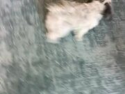 Dog Dances When Owner Sings and Claps For Her