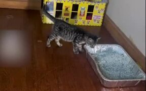 Kitten Adorably Jumps Inside Her Mini House - Animals - VIDEOTIME.COM