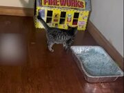 Kitten Adorably Jumps Inside Her Mini House