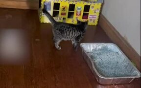 Kitten Adorably Jumps Inside Her Mini House - Animals - VIDEOTIME.COM