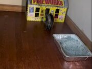Kitten Adorably Jumps Inside Her Mini House