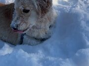 Playful Puppy Can't Get Enough Of The Snow 