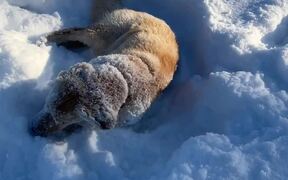 Playful Puppy Can't Get Enough Of The Snow  - Animals - VIDEOTIME.COM