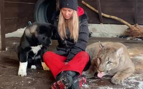 Puppy And Cougar Enjoy Breakfast Together - Animals - VIDEOTIME.COM