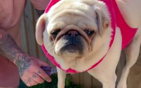 Anxious Pug Going All Crazy In Her Hammock - Animals - VIDEOTIME.COM