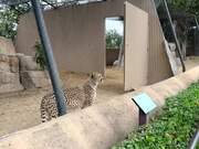 Cheetah Accidentally Hits Its Head Against Door