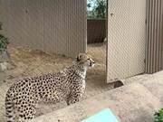 Cheetah Accidentally Hits Its Head Against Door