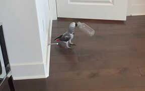 Grey Parrot Throws Empty Bottle Down Stairs - Animals - VIDEOTIME.COM