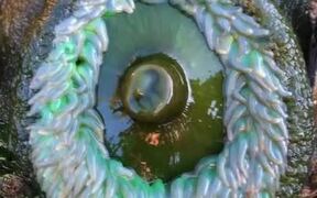 Person Touches Sea Anemone and It Shrinks in Size - Animals - VIDEOTIME.COM