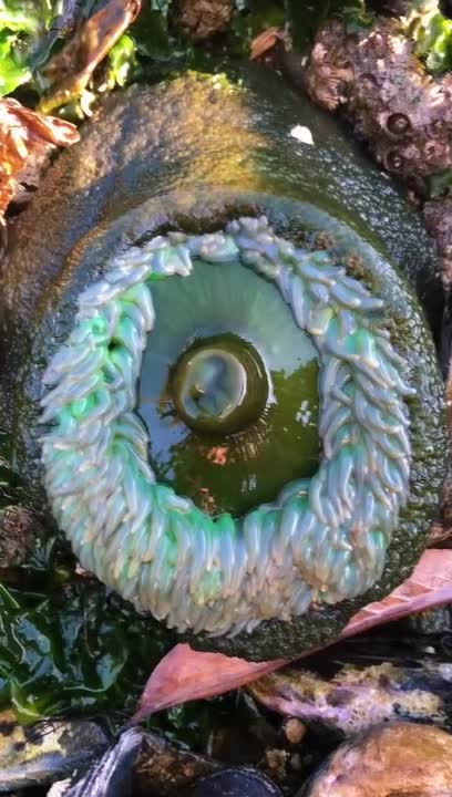 Person Touches Sea Anemone and It Shrinks in Size