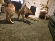 Dog Tries To Chase Laser Light Around Them