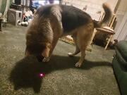Dog Tries To Chase Laser Light Around Them