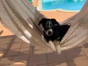 Dog Has a Relaxing Time Swinging on Hammock
