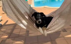 Dog Has a Relaxing Time Swinging on Hammock - Animals - VIDEOTIME.COM