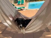 Dog Has a Relaxing Time Swinging on Hammock