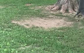 Dog Tries To Get Atop Tyre Swing - Animals - VIDEOTIME.COM