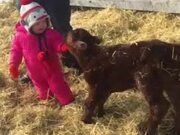 Little Girl Is Excited To See New Born Calf