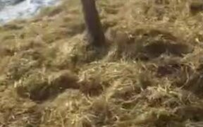 Little Girl Is Excited To See New Born Calf - Animals - Videotime.com