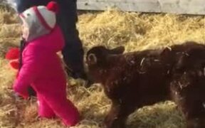 Little Girl Is Excited To See New Born Calf