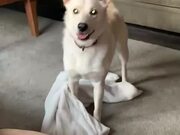Dog Brings Blanket For Owner