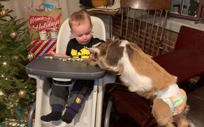 Baby Goat Jumps on Table to Eat Baby's Popcorn