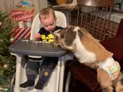 Baby Goat Jumps on Table to Eat Baby's Popcorn