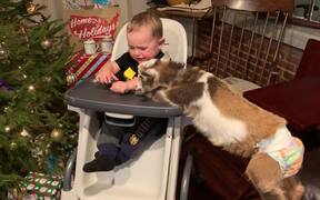 Baby Goat Jumps on Table to Eat Baby's Popcorn - Animals - VIDEOTIME.COM