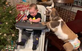 Baby Goat Jumps on Table to Eat Baby's Popcorn - Animals - Videotime.com