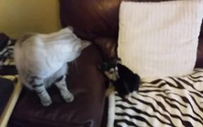 Little Puppy Tries to Play With Cat - Animals - VIDEOTIME.COM