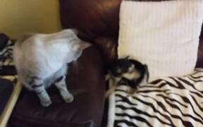 Little Puppy Tries to Play With Cat