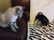 Little Puppy Tries to Play With Cat