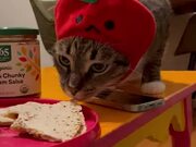 Cat Steals Food From Plate And Runs Away With It
