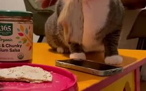 Cat Steals Food From Plate And Runs Away With It